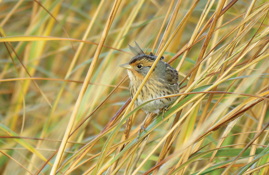 Saltmarsh sparrow
